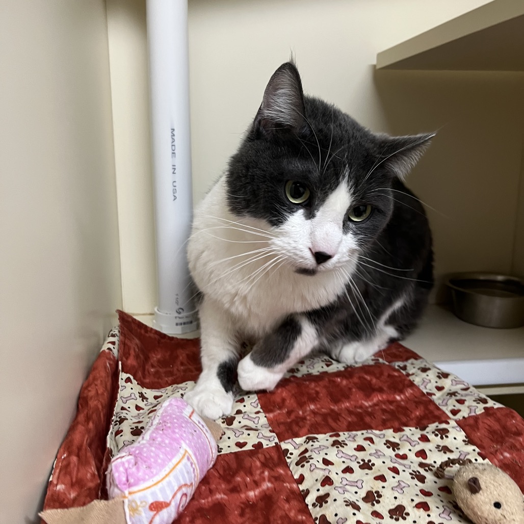 Rhino (Real name Stormy) — thumbnail 4