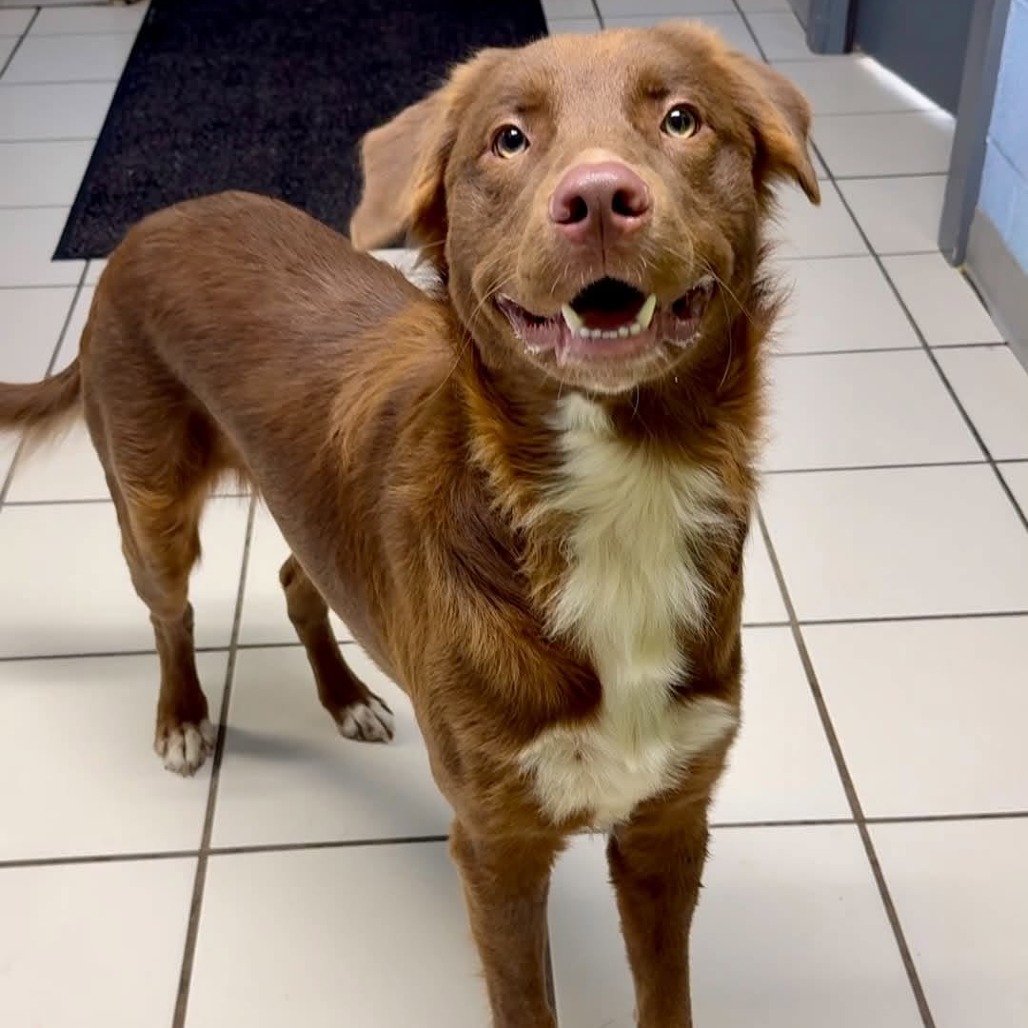 COCO - Mixed Breed (Medium) available for adoption