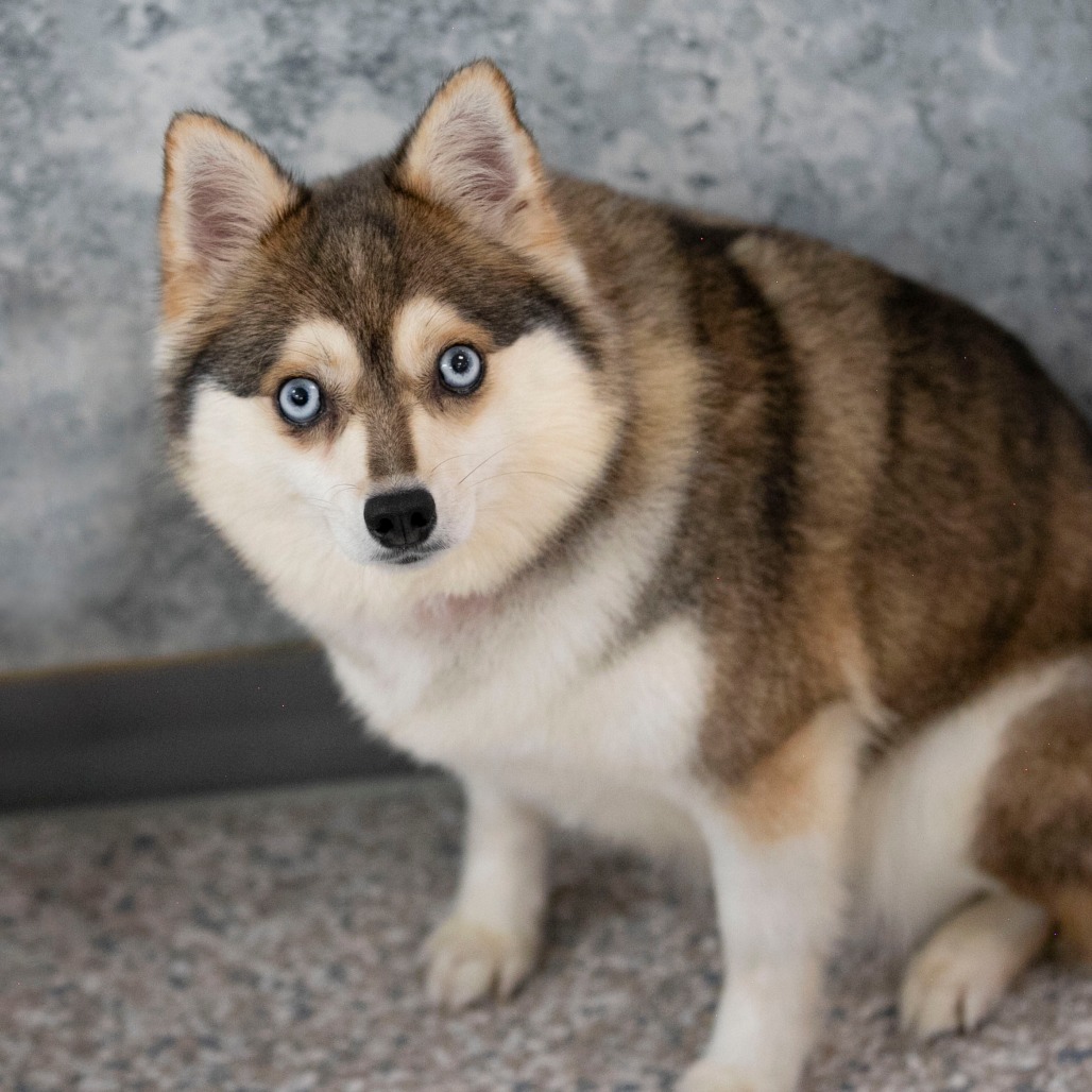 ALPINE (AG26-182) - Pomeranian / Klee Kai available for adoption