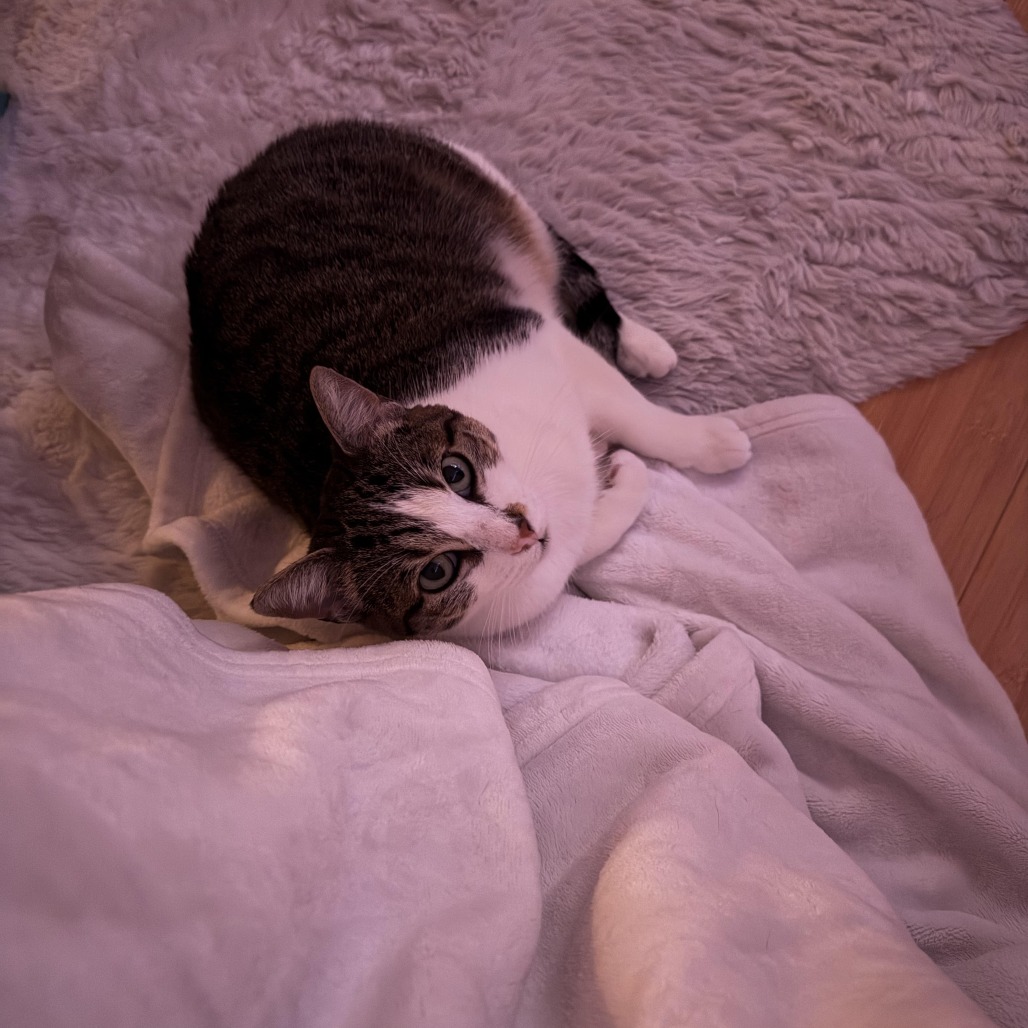 BIJOU, photo 5