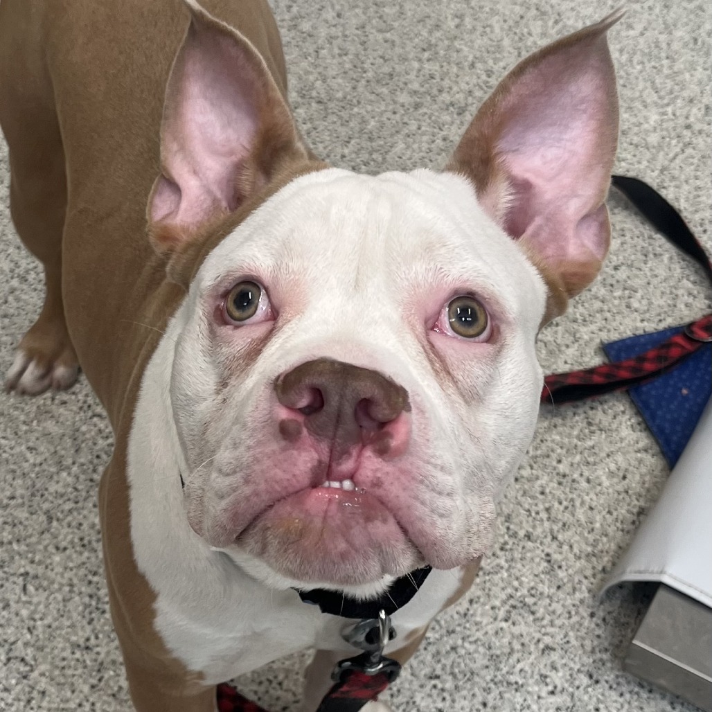 Beefy 5-Layer Burrito — thumbnail 3