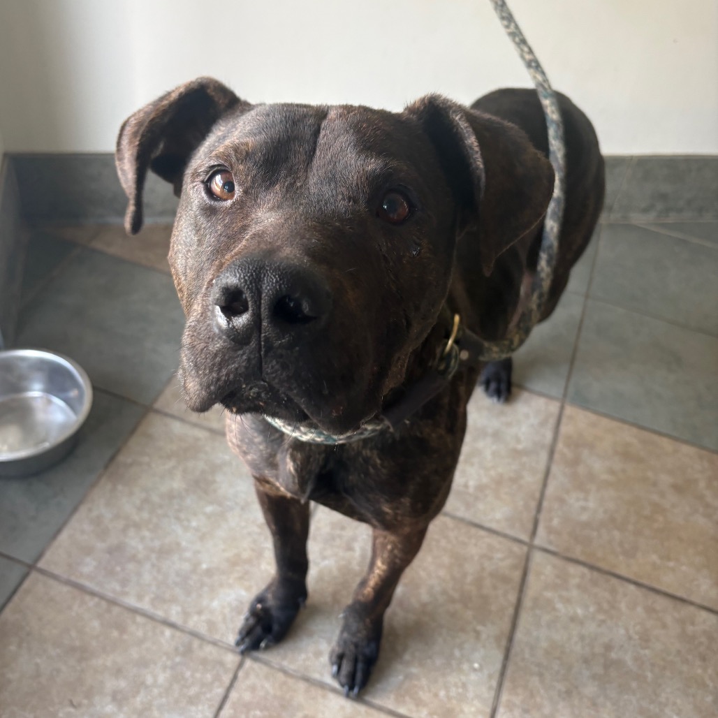 Gravy — thumbnail 2