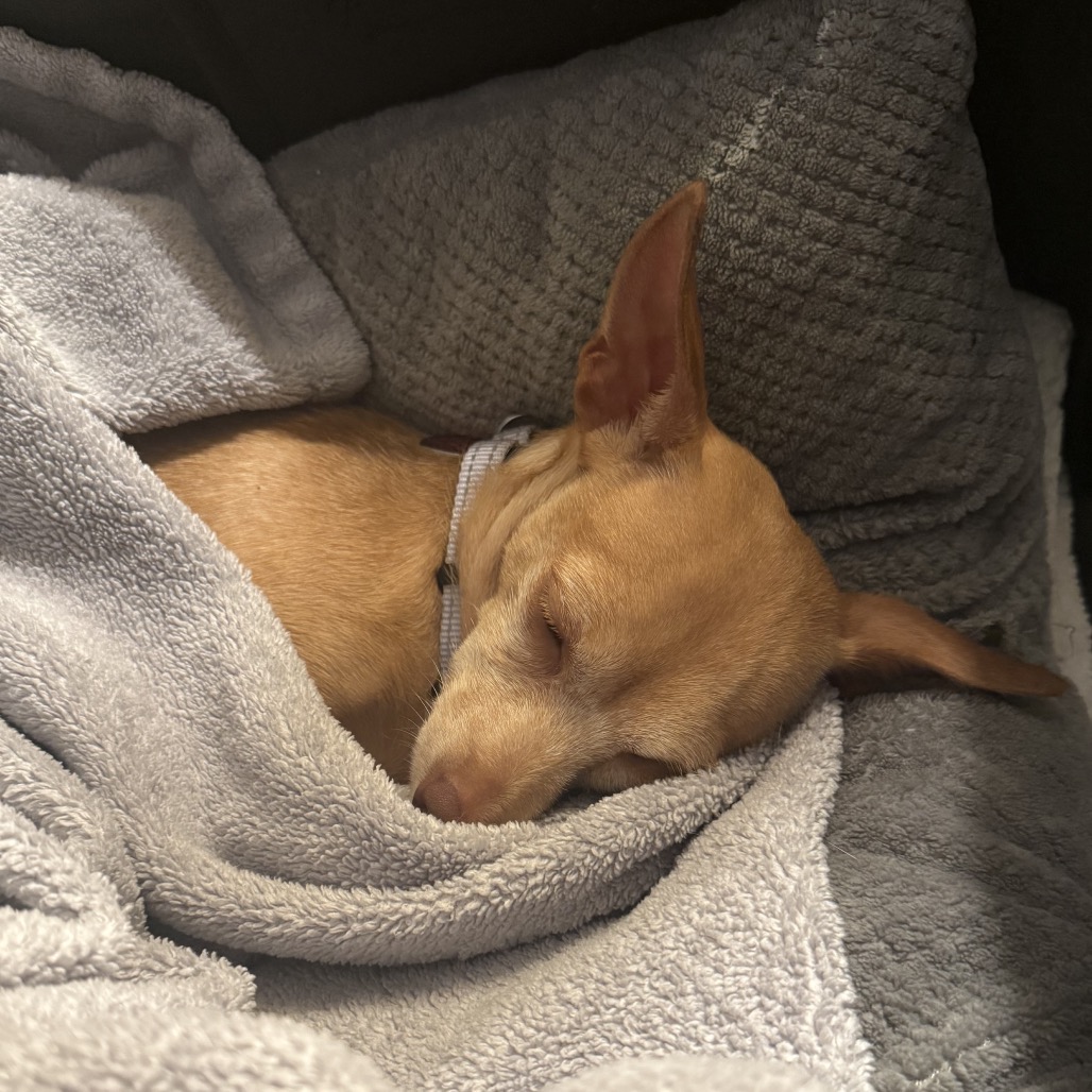 BEAN, photo 8