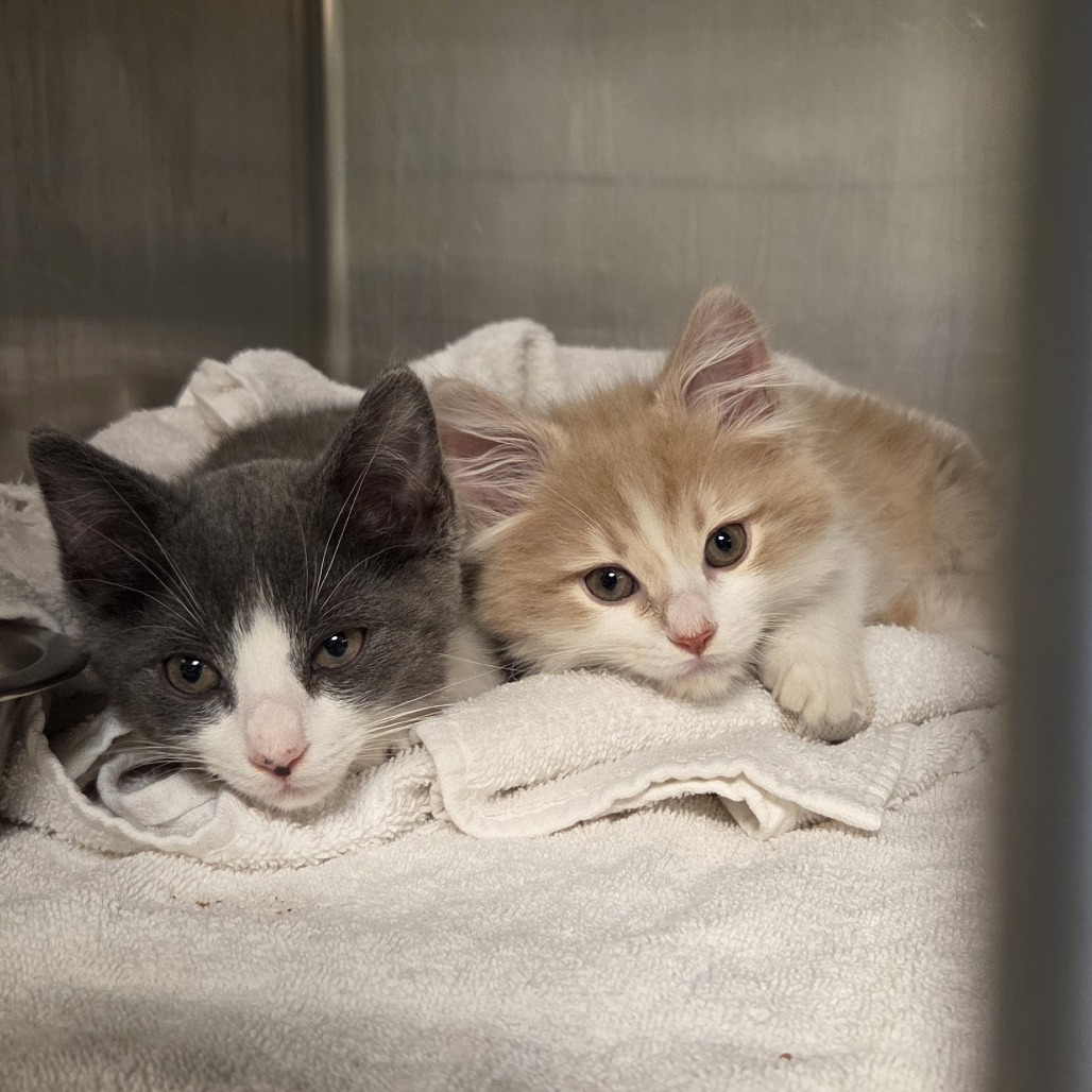 NEW BALANCE - Domestic Medium Hair available for adoption