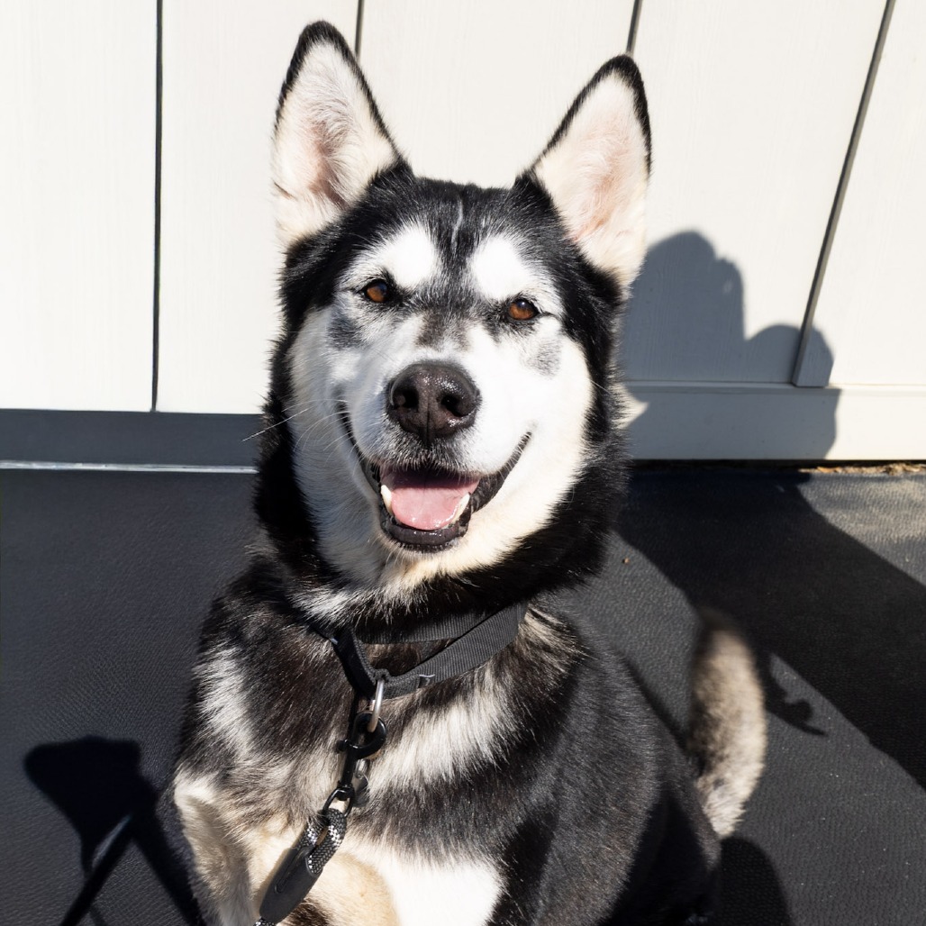 COMET - Husky / Malamute, Alaskan available for adoption