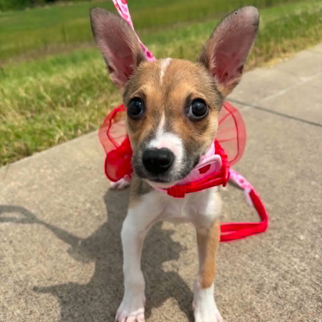 CHARLEE - Chihuahua available for adoption