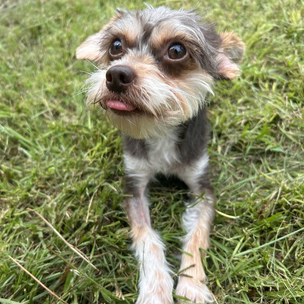 Camo Rescue Kizzie is available for adoption at CAMO Rescue