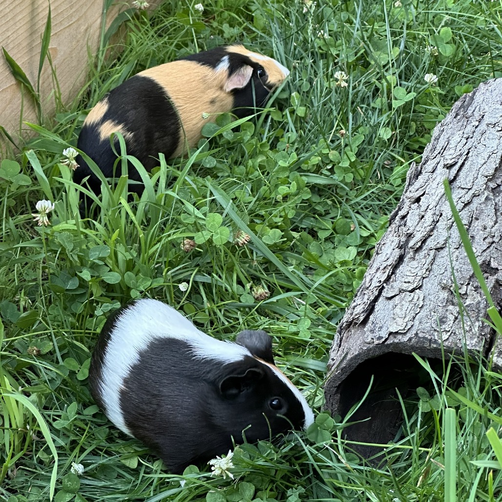 Munch, Tutuola, & Peanut, photo 13