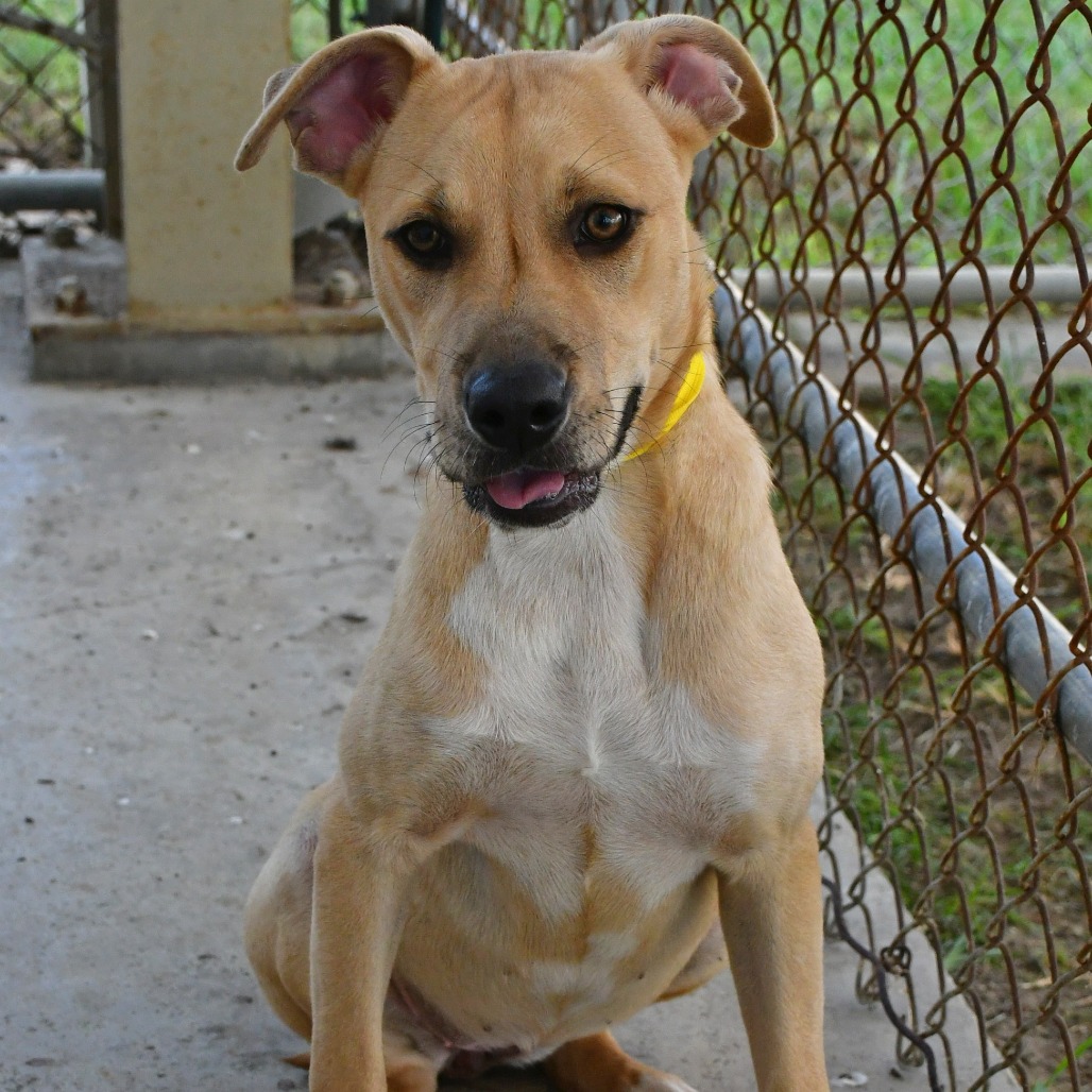 FLO - Black Mouth Cur available for adoption