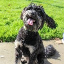 Kennel#33 Marley's preview photo