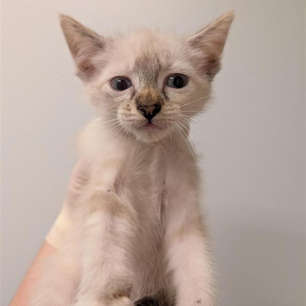 ARABIAN - Domestic Shorthair available for adoption