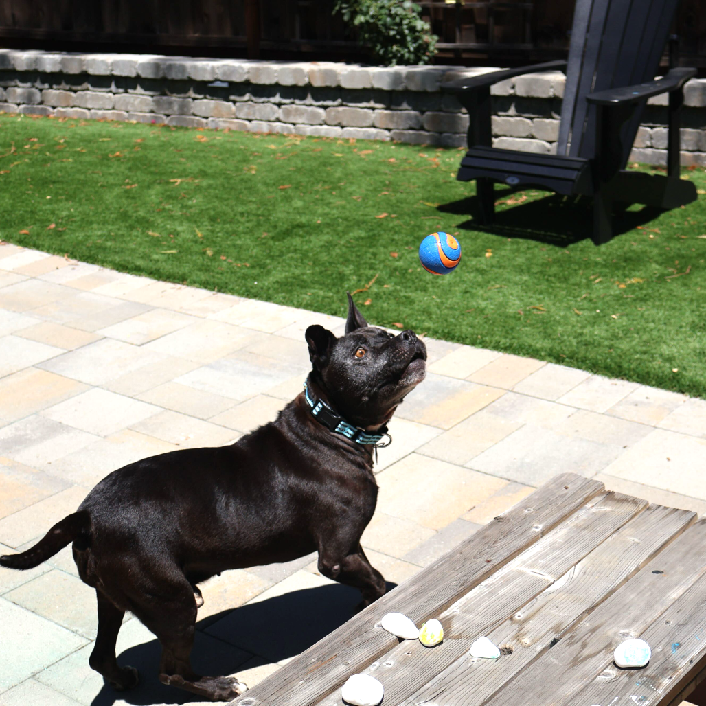 Gus, photo 5