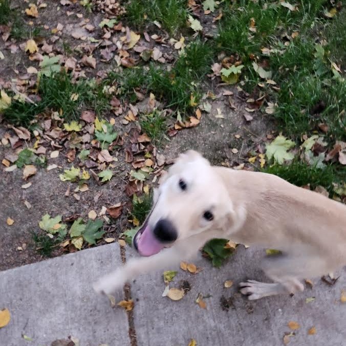 ALABAMA - Mixed Breed (Medium) / Mixed Breed (Medium) available for adoption