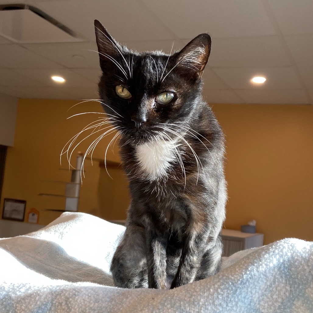 PATEO - Domestic Shorthair available for adoption