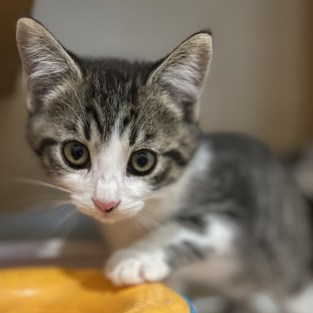 WHIPPED CREAM - Domestic Shorthair available for adoption