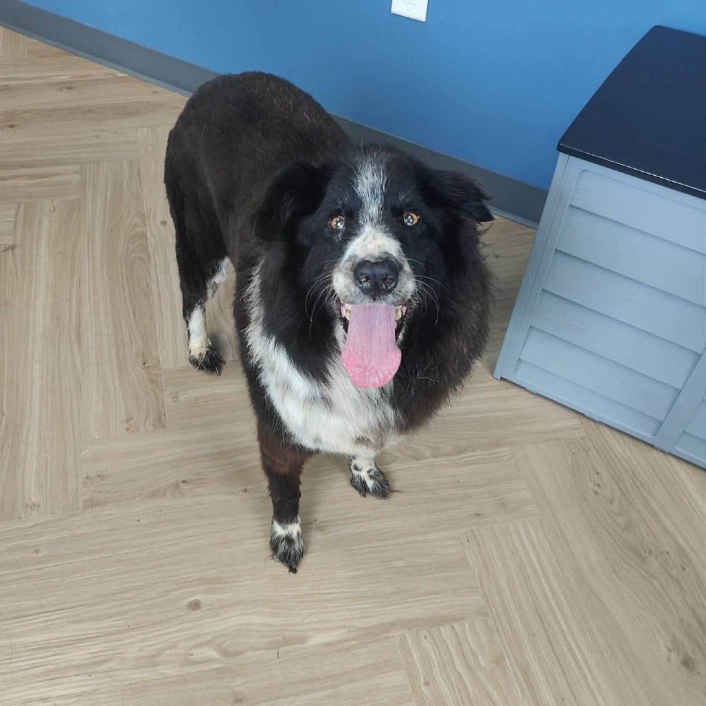 BANDIT - Mixed Breed (Large) / Collie, Border for adoption in Madison