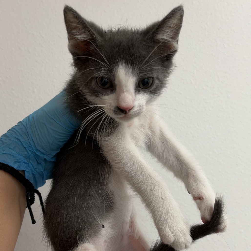 ARCHER A4 - Domestic Shorthair available for adoption