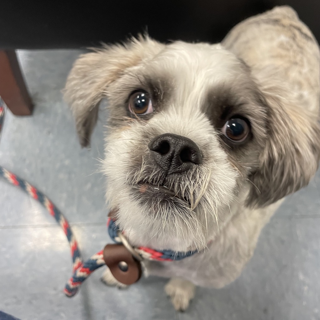 Lulu the Dog