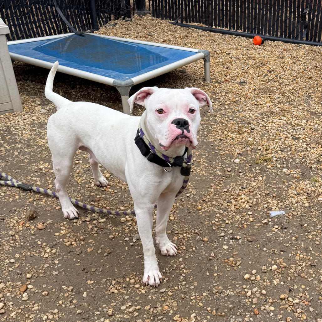 Snowcone — thumbnail 2