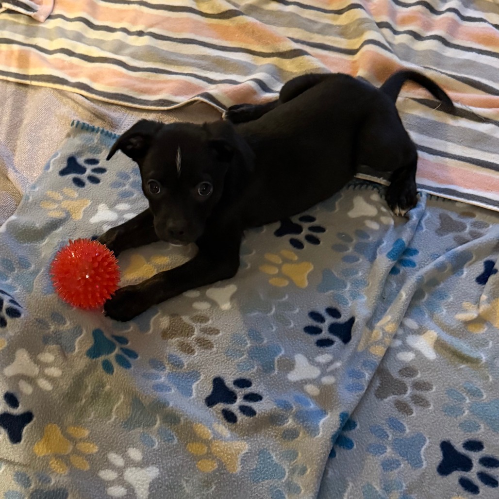 Waylon, photo 11