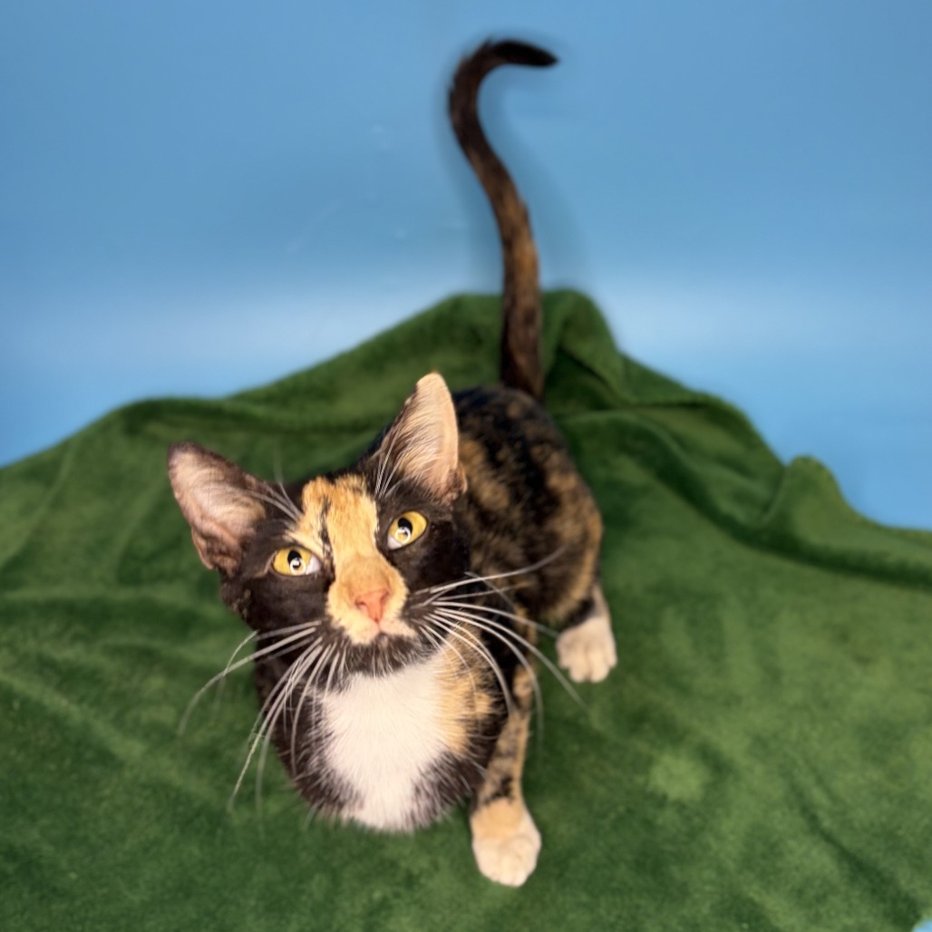 TWIGGY - Domestic Shorthair / Mix available for adoption