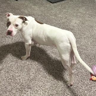 Missy photo 7