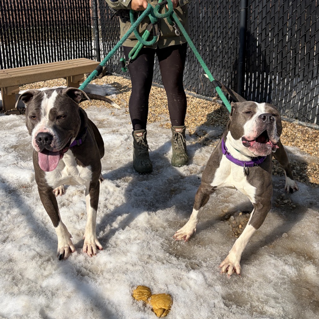 Clyde — thumbnail 4