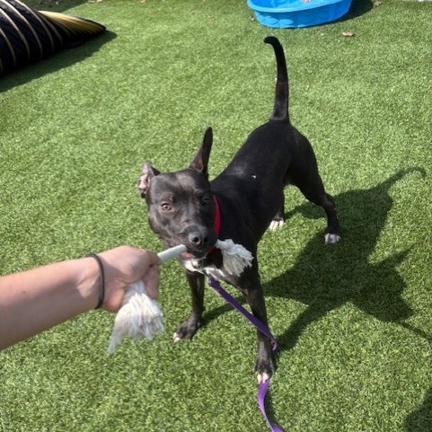 Photo of Witch Hazel 11