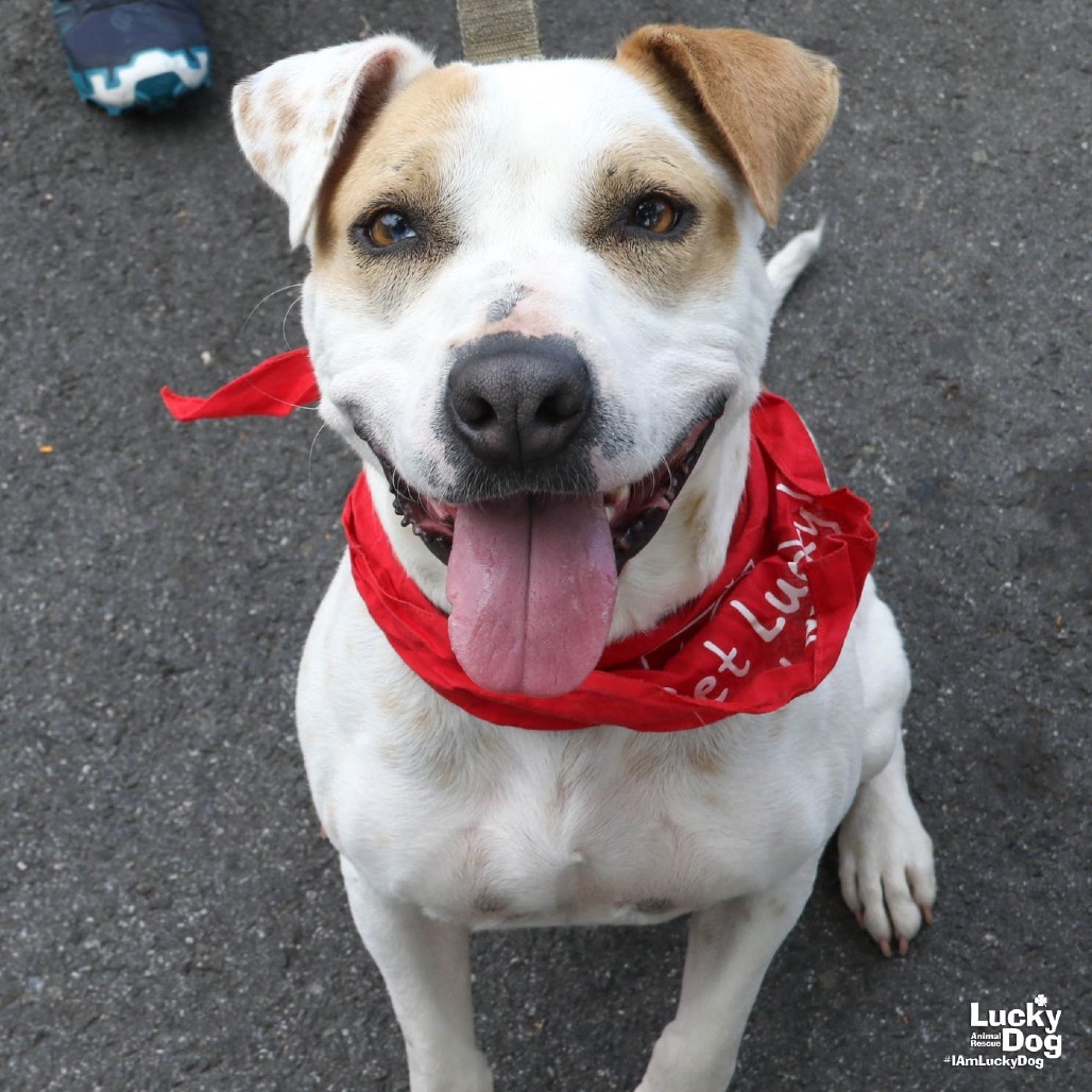 LILITH - Hound / Mix available for adoption