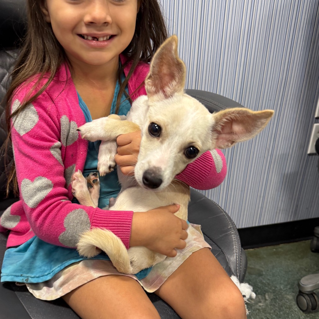 ICECAP — thumbnail 5