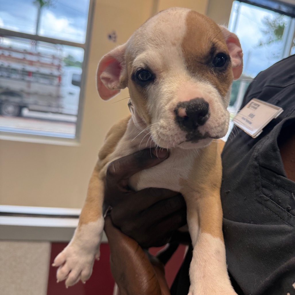 MARGOT - Terrier / American Pit Bull available for adoption
