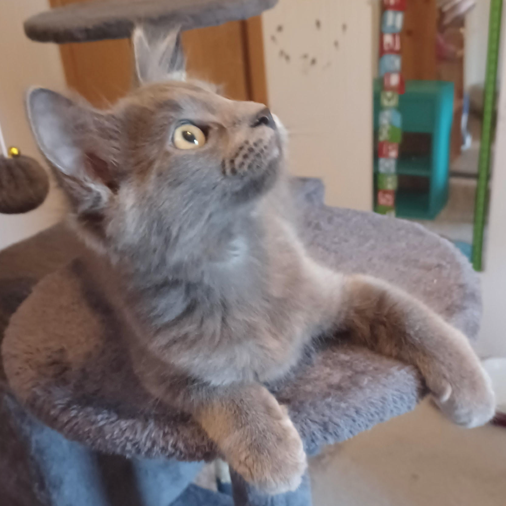 Grayson (kitten), adopted