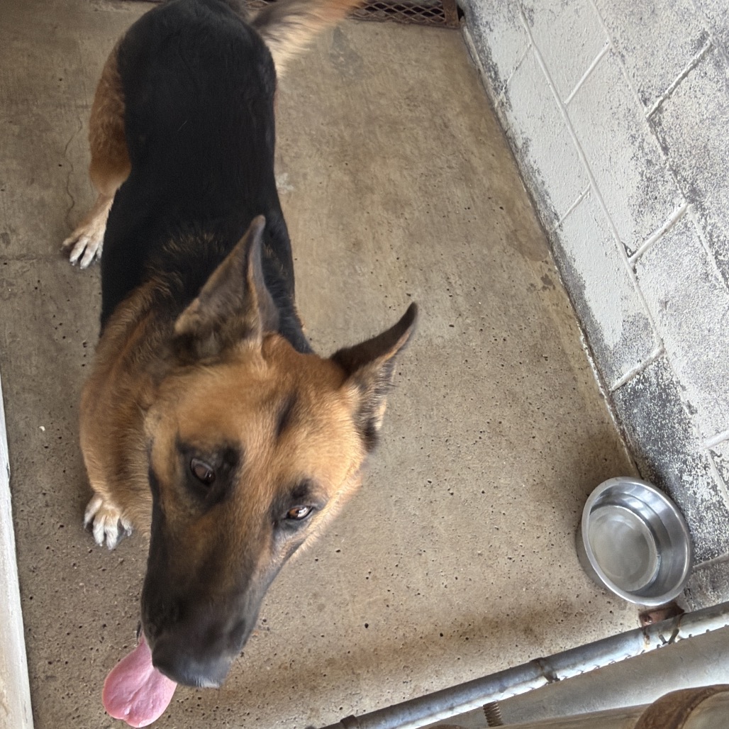 ABRAHAM - Shepherd / German available for adoption