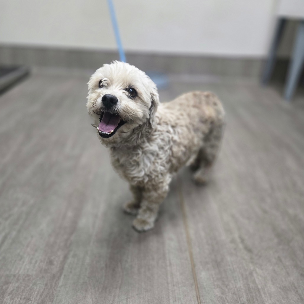 Maltese