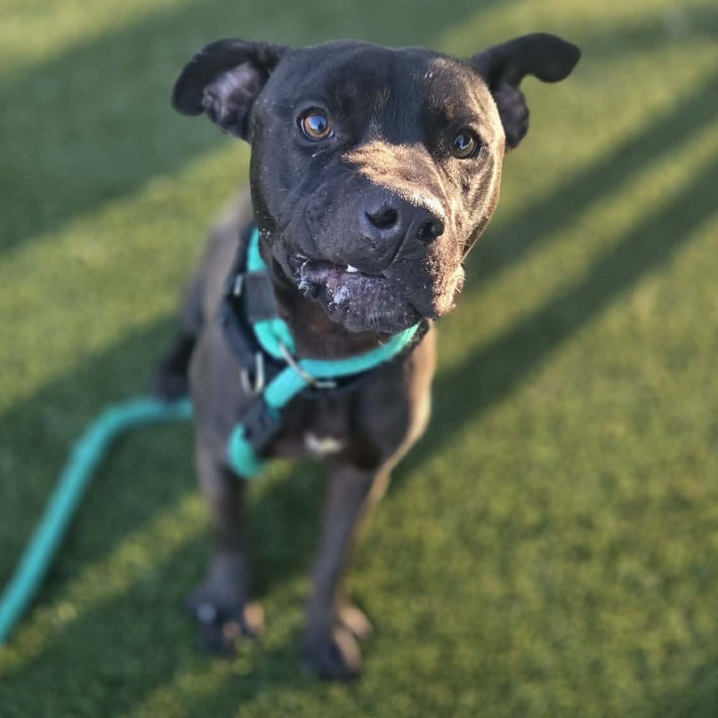 Frisby — thumbnail 3