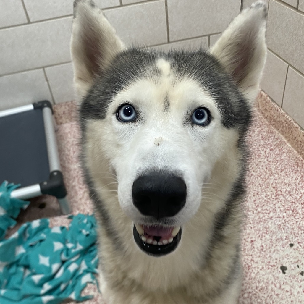 SHIA - Husky, Siberian available for adoption