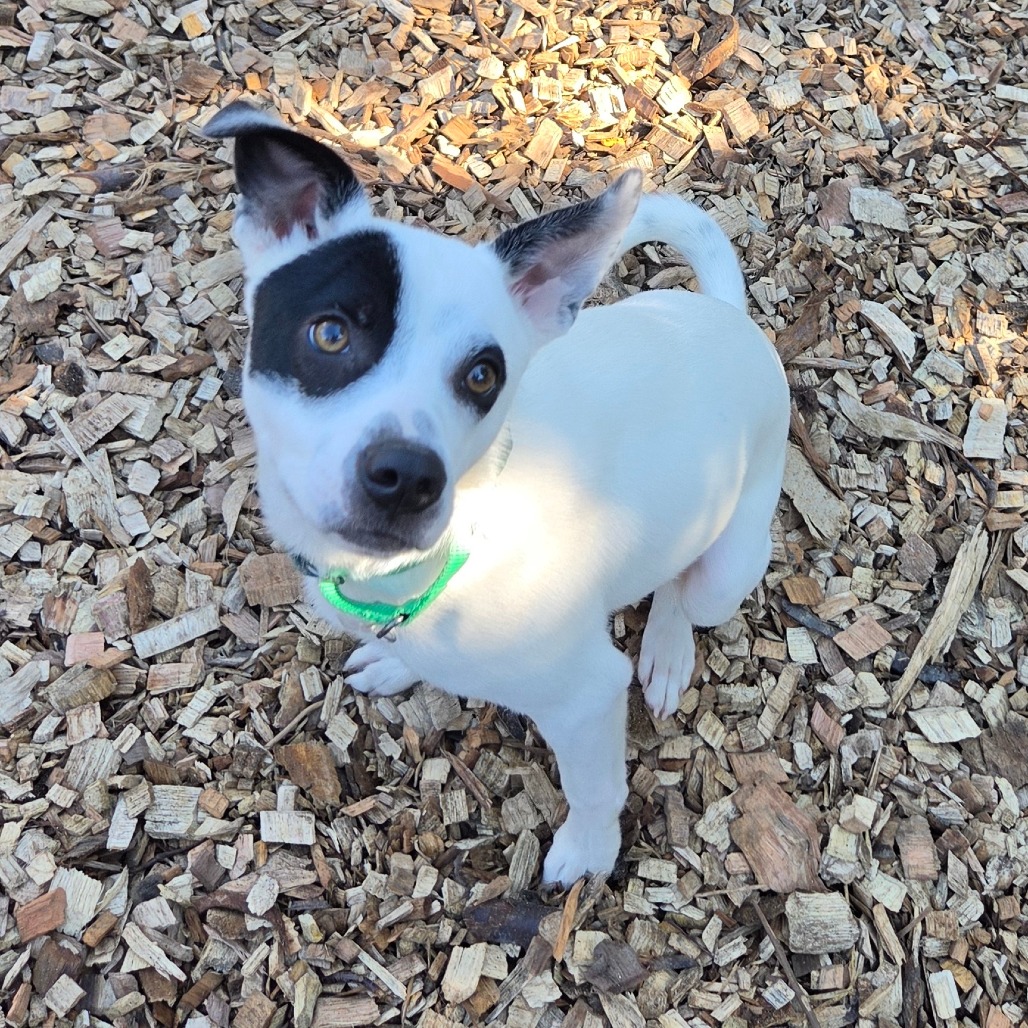 Gizmo, photo 9