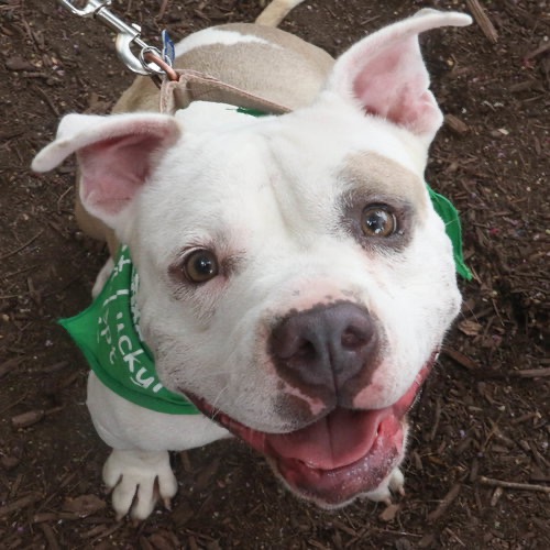 MS. PEACHES - Terrier, Pit Bull / Mix available for adoption