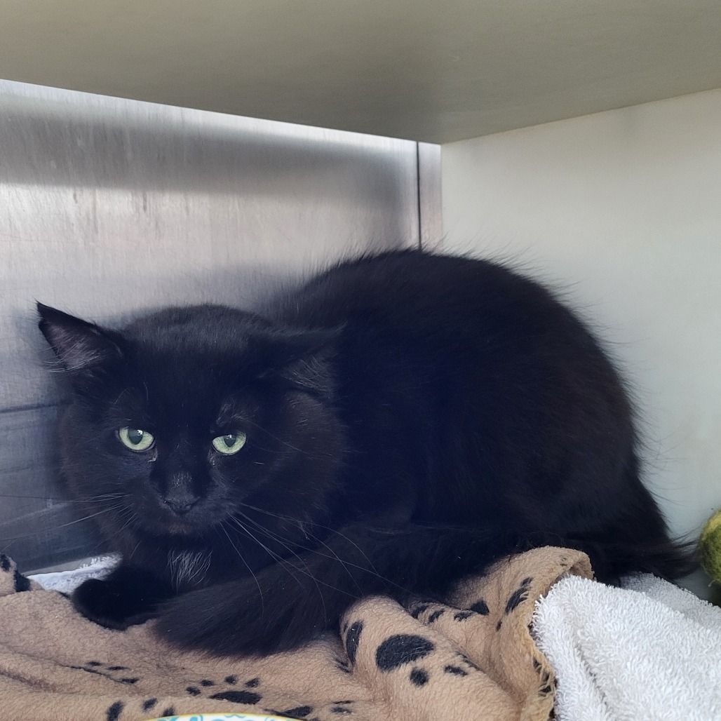 Joe is available for adoption at Burlington Humane Society
