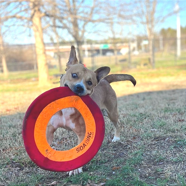 Tralalero Tralala (or Henry) — thumbnail 8