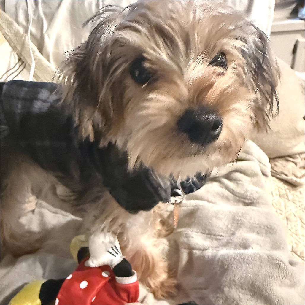 Tucker — thumbnail 5