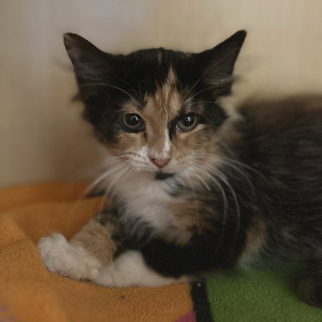 TREE FROG - Domestic Longhair available for adoption