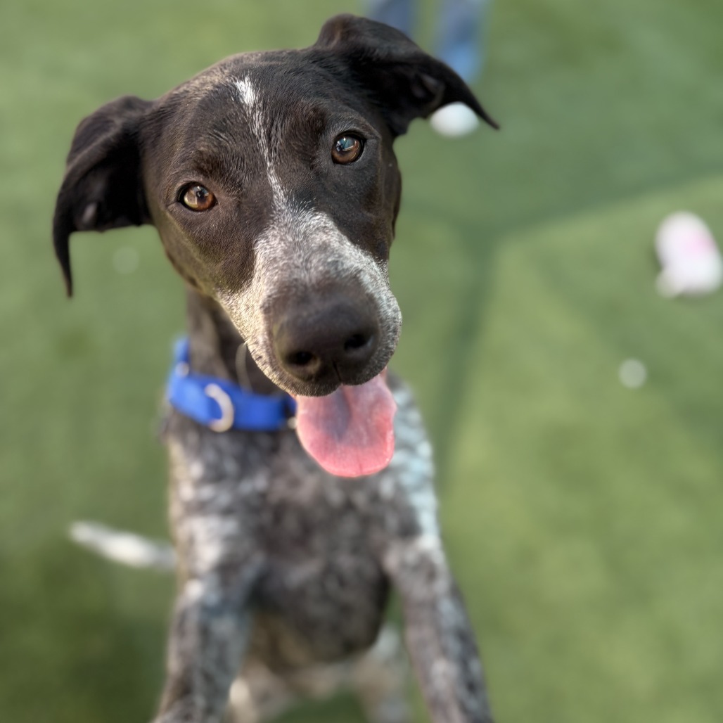 German Shorthaired