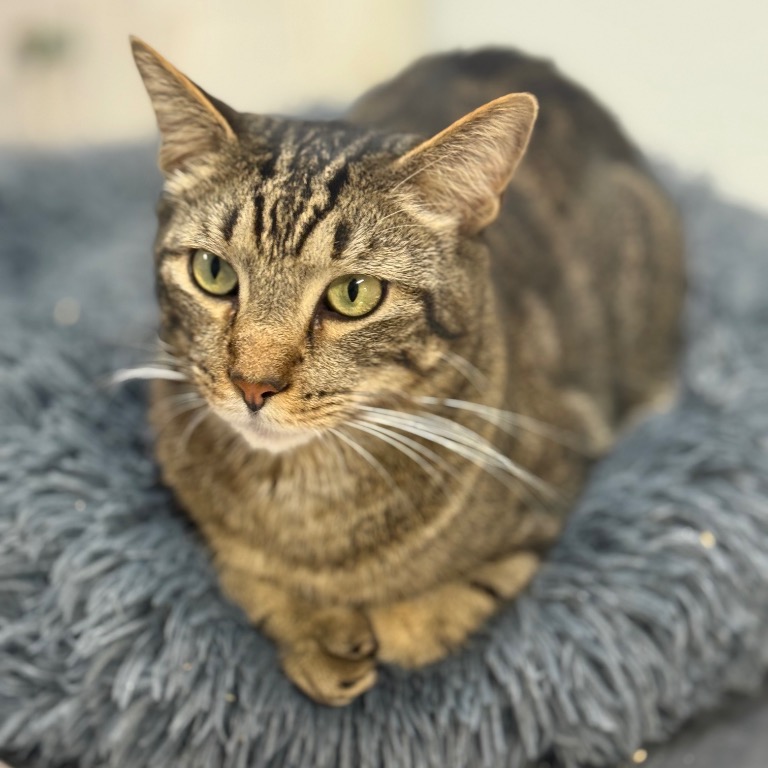 Image of Squirt looking at the camera