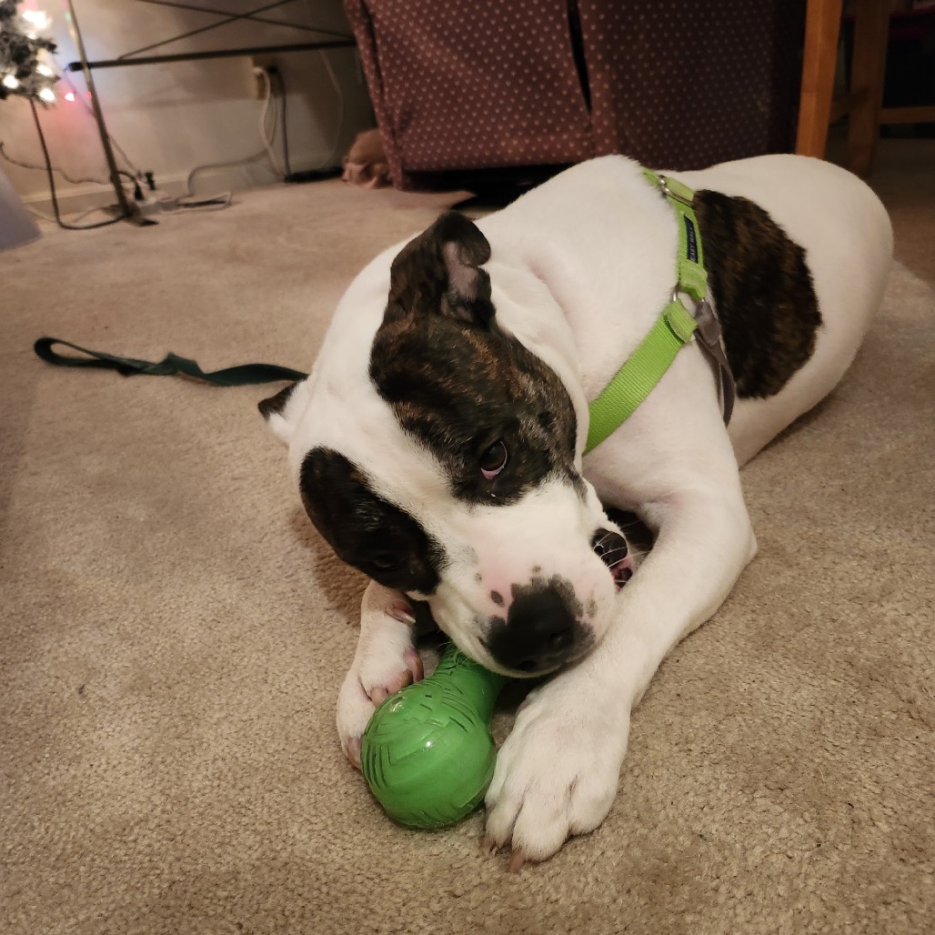 Petey, photo 14