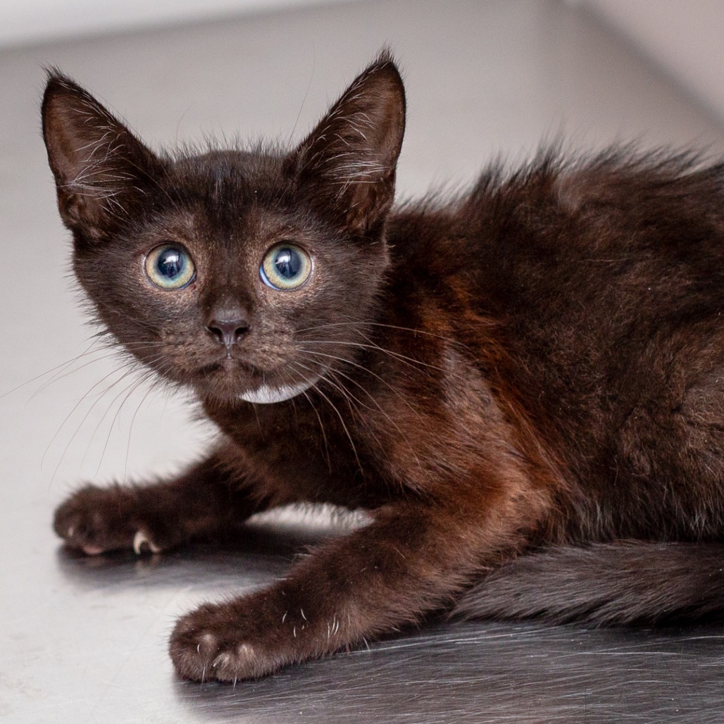 WIND - Domestic Shorthair available for adoption