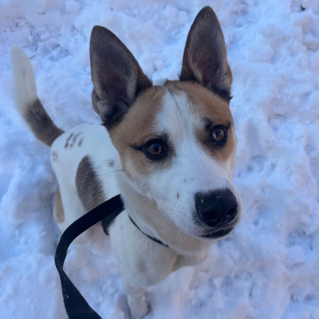 Whiskey — thumbnail 4