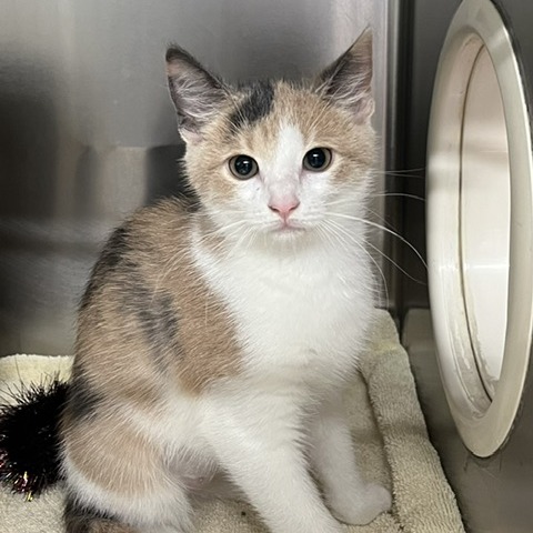 ARCTIC SUN - Domestic Shorthair available for adoption