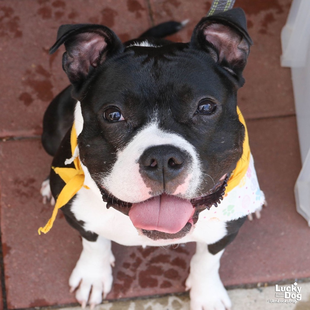 LIL BIT - Terrier / Mix available for adoption