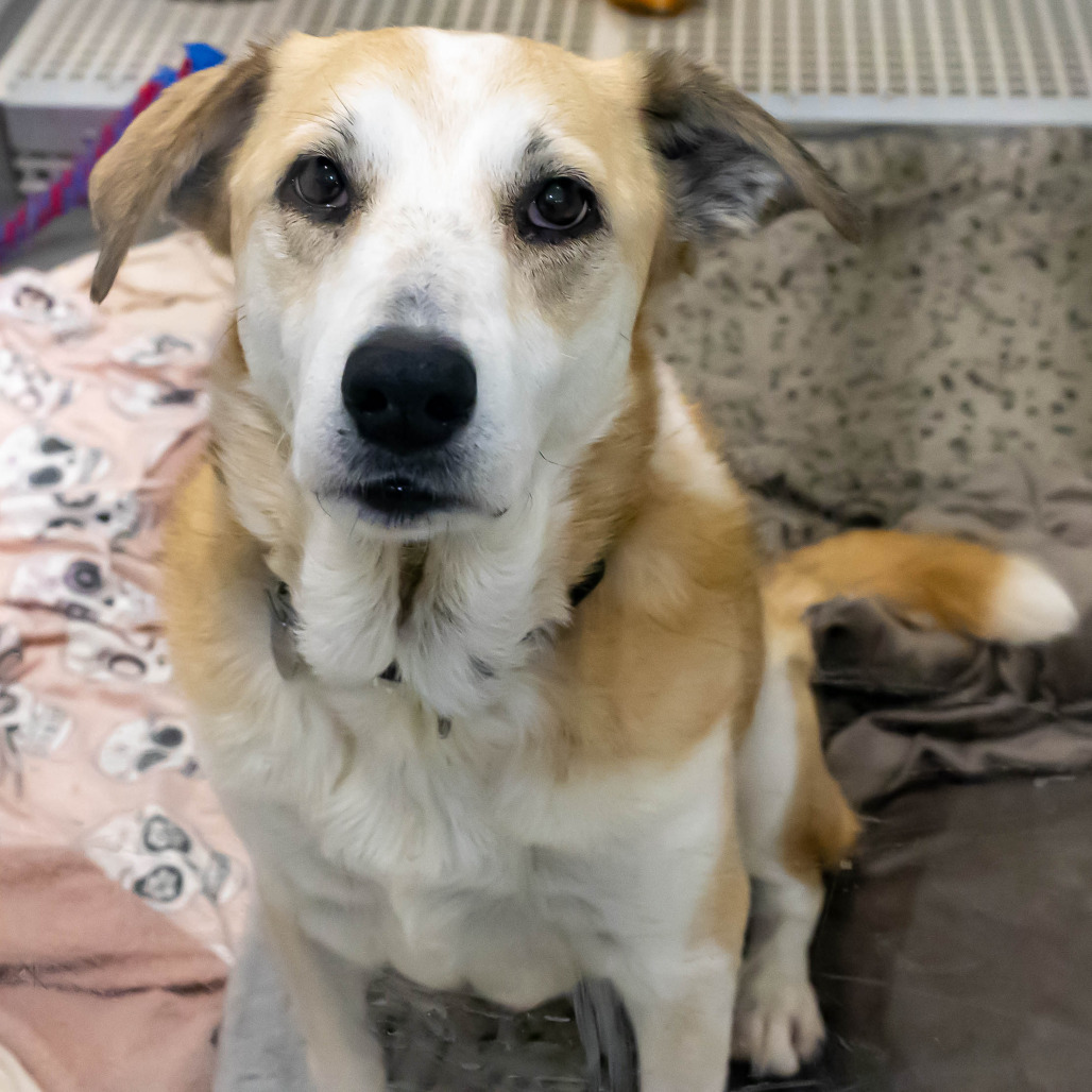 Muffy — thumbnail 4